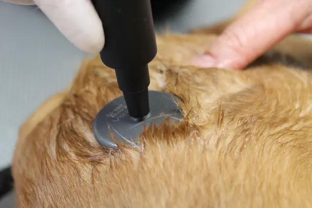 INDIBA Animal Health AH-100 Clinic 65W 