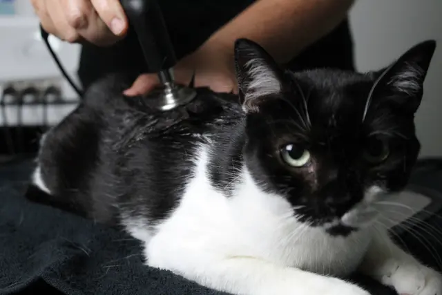 INDIBA Animal Health AH-100 Clinic 65W 