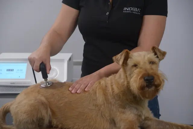 INDIBA Animal Health AH-100 Clinic 65W 