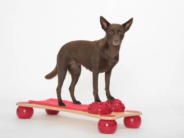 Togu Balanza Ballstep Size 89 x 43 x14 cm. Weight 5150g 