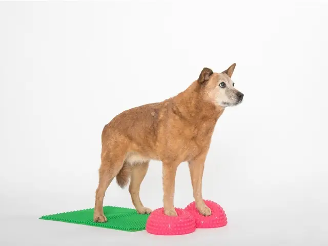 Togu Senso Balanse 16 cm 2-Pakk Gul 