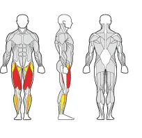 Gymleco Leg Extension 